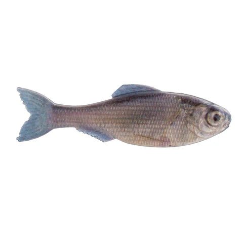 Plump Panorama 5.0 - Tackle Shack TX