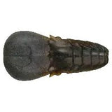 AK Punch Flat 4" - Tackle Shack TX