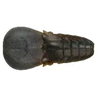 AK Punch Flat 4" - Tackle Shack TX