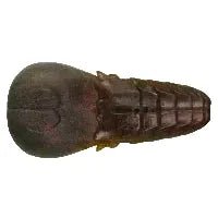 AK Punch Flat 4" - Tackle Shack TX
