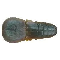 AK Punch Flat 4" - Tackle Shack TX