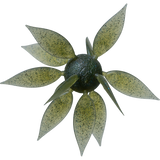 HideUp COIKE FISH Gill L