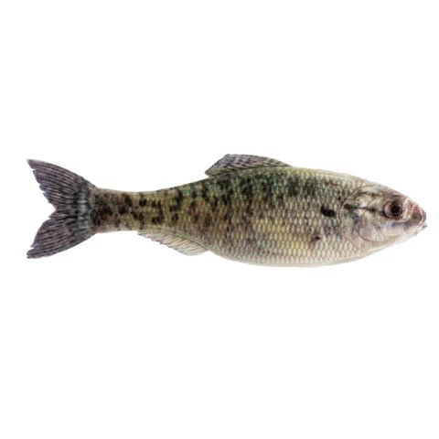 Plump Panorama 5.0 - Tackle Shack TX