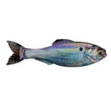 Plump Panorama 5.0 - Tackle Shack TX