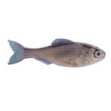 Plump Panorama 5.0 - Tackle Shack TX