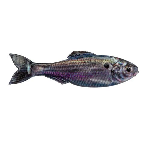 Plump Panorama 5.0 - Tackle Shack TX