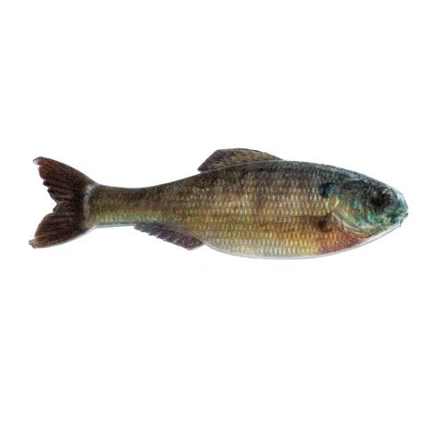 Plump Panorama 5.0 - Tackle Shack TX