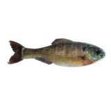 Plump Panorama 5.0 - Tackle Shack TX
