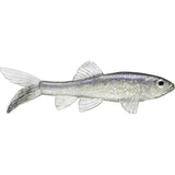 Little Creeper All American Trash Fish Swimbaits - Tackle Shack TX