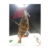 The Tadler soft plastic bass lure in various colors