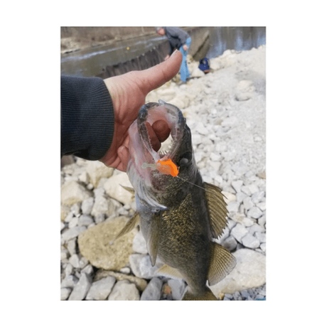 The Tadler soft plastic bass lure in various colors