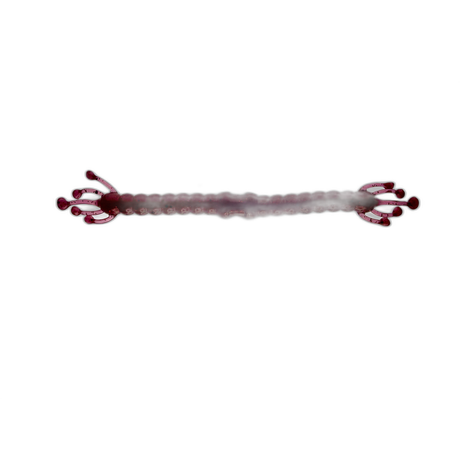 Wacky Alien soft plastic fishing lure — view 16